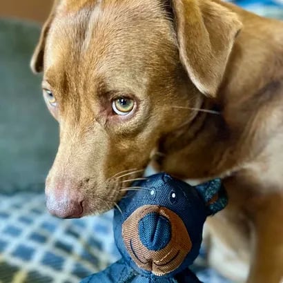 Unbreaka-bear™ | Unbreakable comfort for every tough chewer.